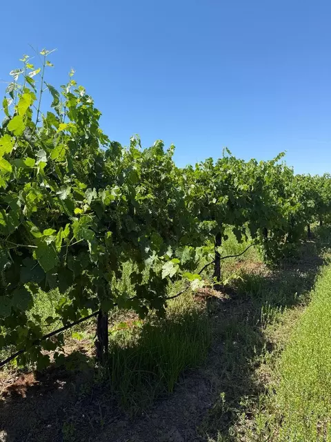 0 Walnut Grove Rd, Thornton, CA 95686