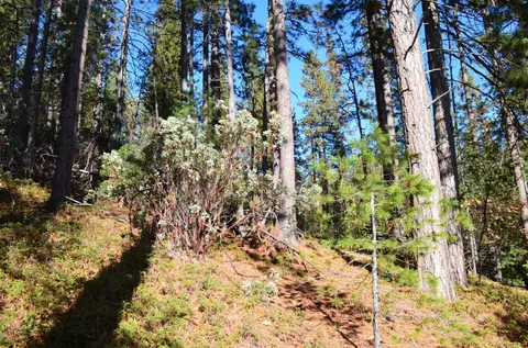 1703 War Hawk, Arnold, CA 95223 photo 12