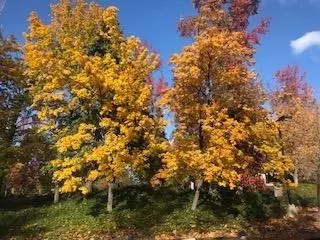 Other - 291 Fairway Village Dr, Murphys, CA 95247 photo 5 of 5