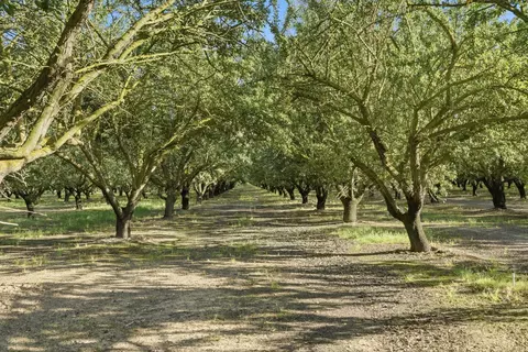 18401 S Carrolton, Ripon, CA 95366 photo 26