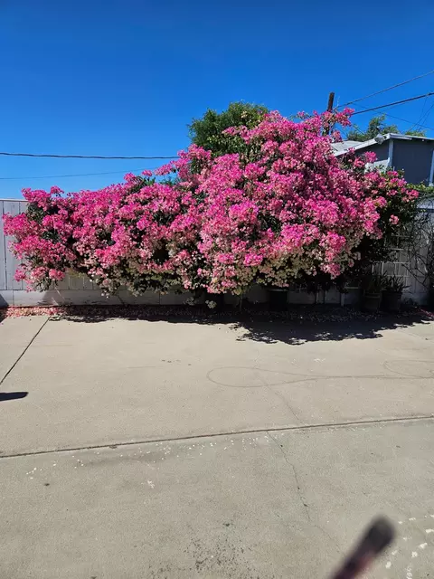 Exterior - 424 Poplar Ave, Manteca, CA 95336 photo 7 of 8