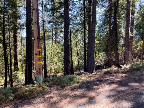 26584 Spring Rd, Pioneer, CA 95666