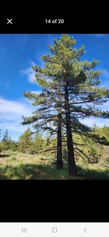 0 Cheney Creek Rd, Susanville, CA 96130