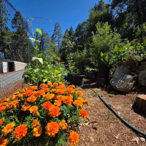 1447 Shining Moon Ln, Georgetown, CA 95634
