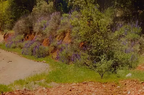 Other - 3558 Sheep Ranch Rd, Murphys, CA 95247 photo 6 of 6