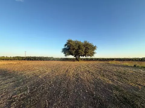 4000 E Acampo Rd, Acampo, CA 95220 photo 4