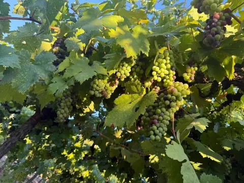 4000 E Acampo Rd, Acampo, CA 95220 photo 10