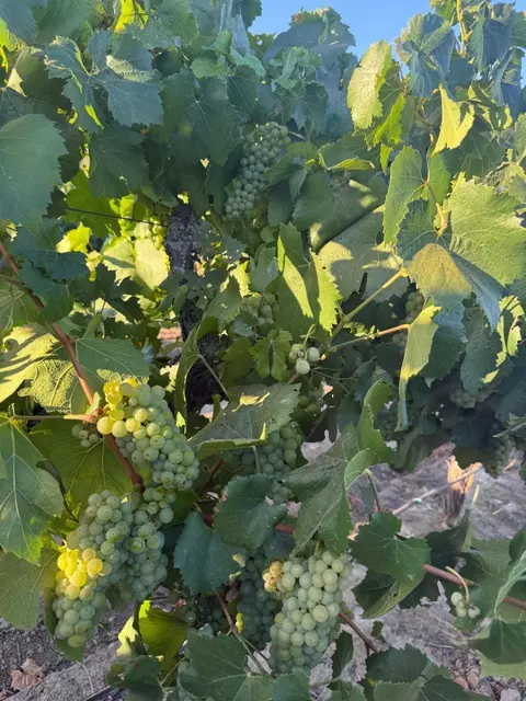 4000 E Acampo Rd, Acampo, CA 95220 photo 14
