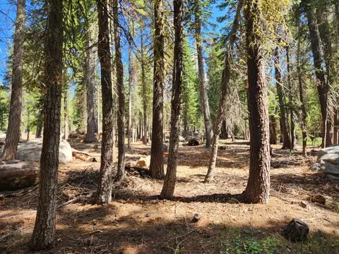 66 Silver Tip Dr, Tamarack, CA 95223 photo 1