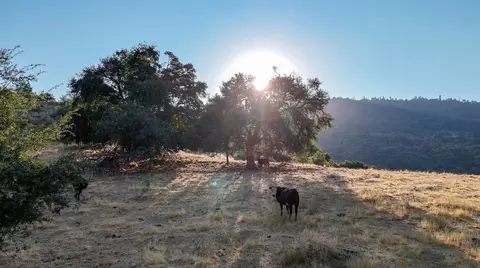 0 Whitaker Forest Rd, Miramonte, CA 93641 photo 13