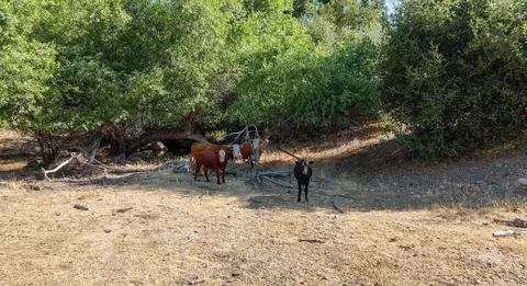 0 Whitaker Forest Rd, Miramonte, CA 93641 photo 66
