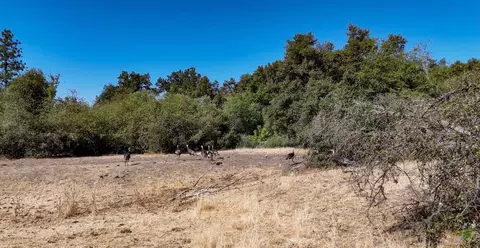 0 Whitaker Forest Rd, Miramonte, CA 93641 photo 56