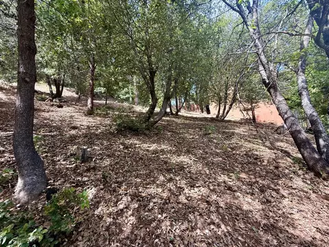 339 Snowberry Ct, Murphys, CA 95247 photo 17