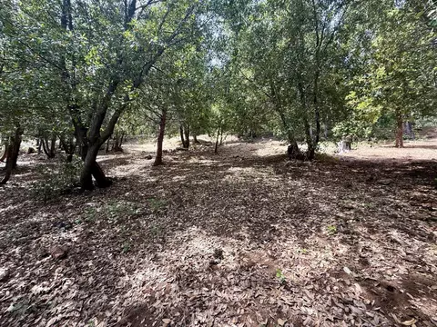 339 Snowberry Ct, Murphys, CA 95247 photo 25