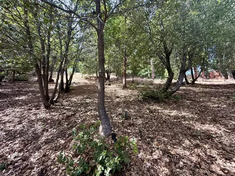 339 Snowberry Ct, Murphys, CA 95247 photo 16