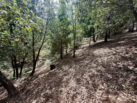 339 Snowberry Ct, Murphys, CA 95247 photo 19