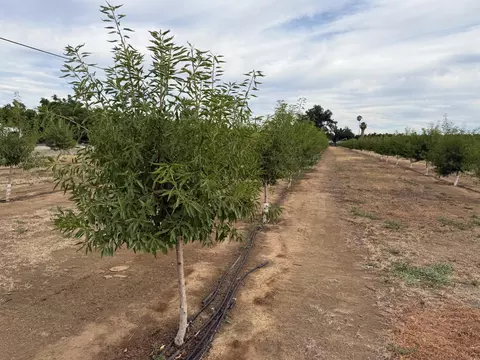 0 Williston Rd, Live Oak, CA 95953 photo 4