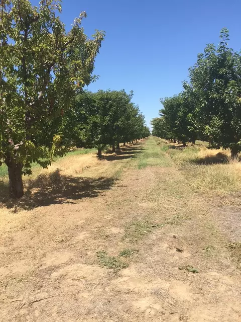 1099 Lemon Ave, Patterson, CA 95363 photo 10