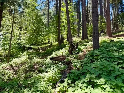 1163 Lilac Dr, Arnold, CA 95223 photo 3