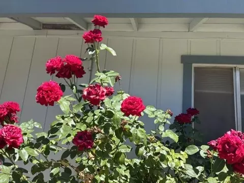 4021 Bright Ct, Placerville, CA 95667 photo 30