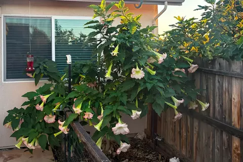 Exterior - 327 Manor Dr, Ione, CA 95640 photo 7 of 26