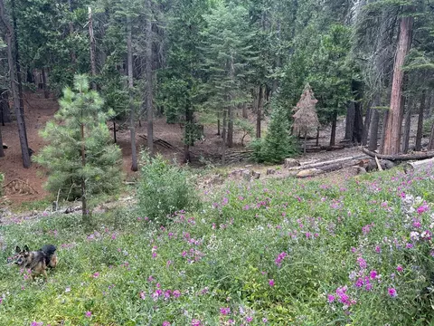 803 Wikami Way, Dorrington, CA 95223 photo 9
