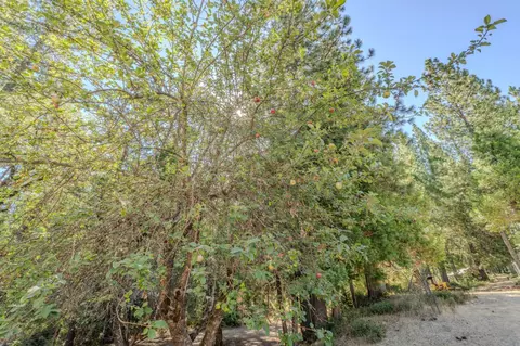 Exterior - 15736 Armstrong Rd, Sheep Ranch, CA 95246 photo 24 of 28