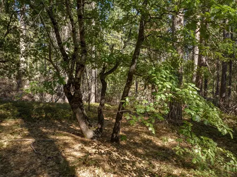 3003 Black Bear Dr, Arnold, CA 95223 photo 11