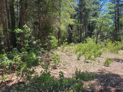 12 Ringtail, Georgetown, CA 95634 photo 13