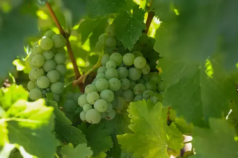 18190 E Copperopolis Rd, Linden, CA 95236 photo 17