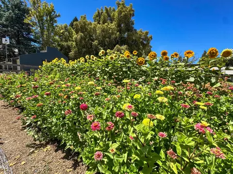 Other - 38364 Wisteria Way, Davis, CA 95616 photo 21 of 21
