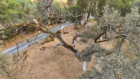 Other - 12501 Sutherland Dr, Grass Valley, CA 95949 photo 9 of 11