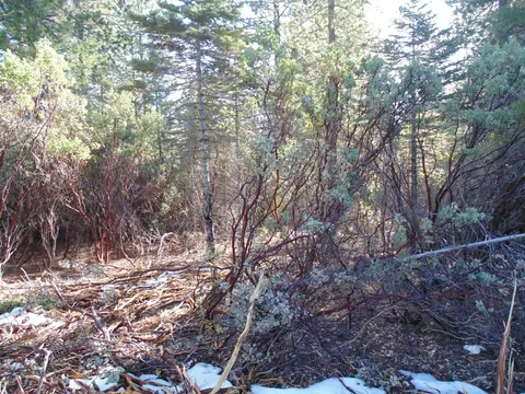 40 Ringtail Rd, Georgetown, CA 95634 photo 8
