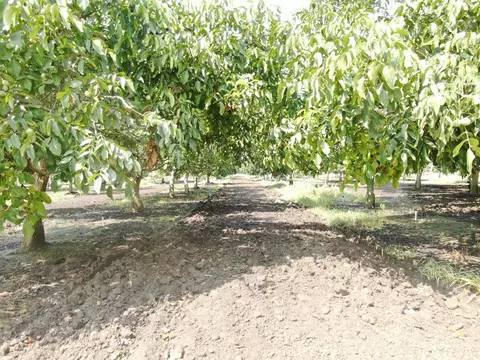 21797 N Devries Rd, Lodi, CA 95242 photo 4