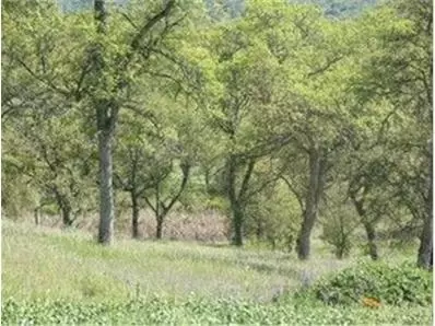 361 Hawkridge Rd, Copperopolis, CA 95228 photo 3