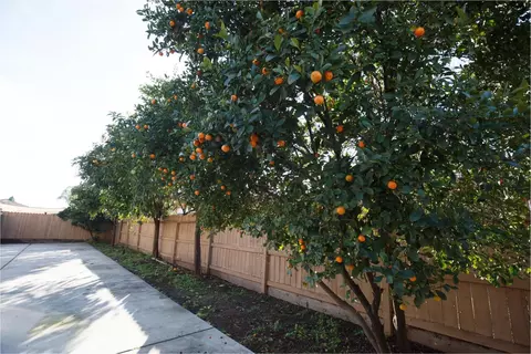 2668 Scott Ave, Clovis, CA 93611 photo 23