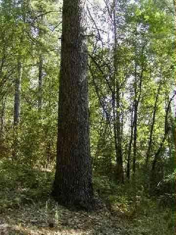 Undisclosed, Grass Valley, CA 95949 photo 1