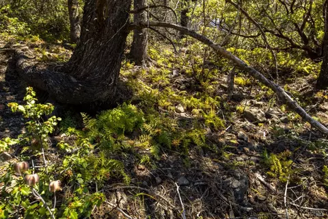 0 Pine Flat Rd, Healdsburg, CA 94515 photo 54
