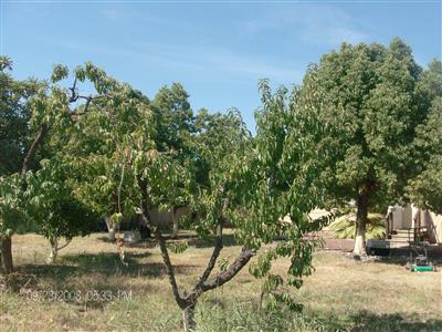 2382 Ash St, Live Oak, CA 95953 photo 7