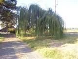 7080 W Carmellia Ave, Dos Palos, CA 93620 photo 5