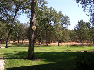 18392 Gray Oak Dr, Rough And Ready, CA 95975 photo 4