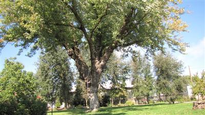 249 Roscoe Rd, Modesto, CA 95357 photo 2