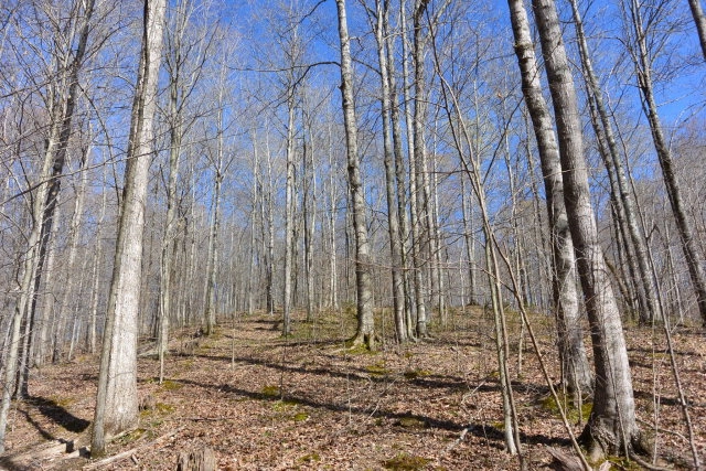 Lot 4 Trinity Ln  