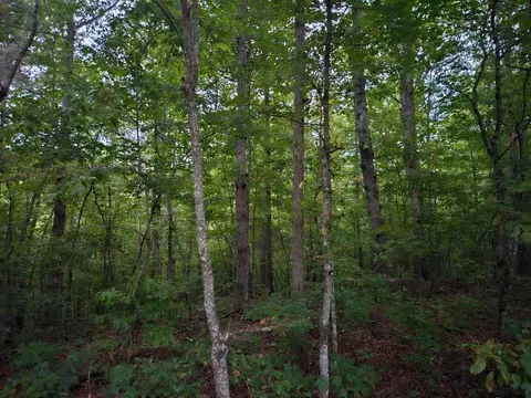 00 Sandy Road No-sells Cemetery Rd, Wilder, TN 38589