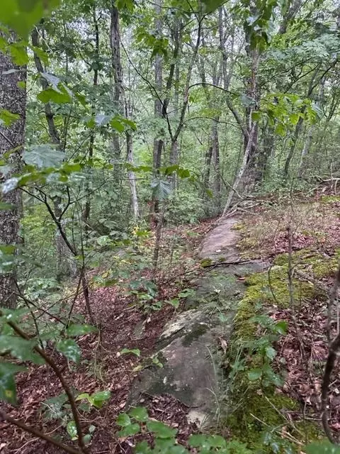 lot33 Wilson Ridge Rd, Wilder, TN 38589