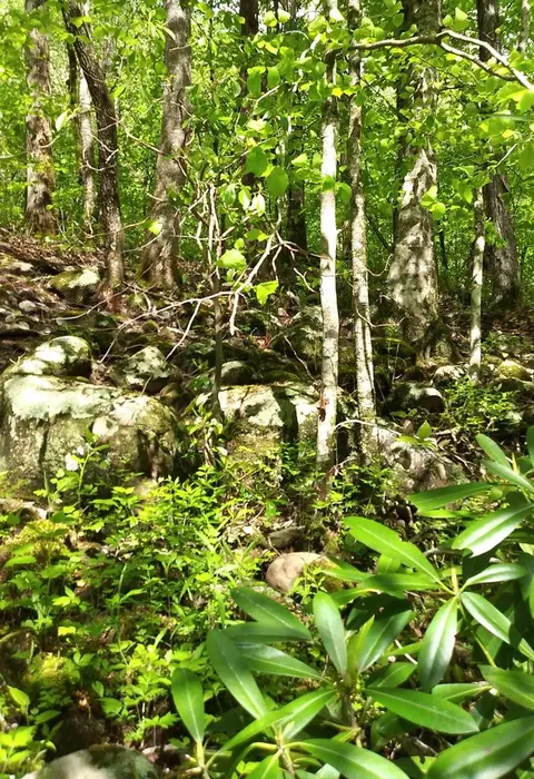 lot47 Buckeye Ln, Wilder, TN 38589