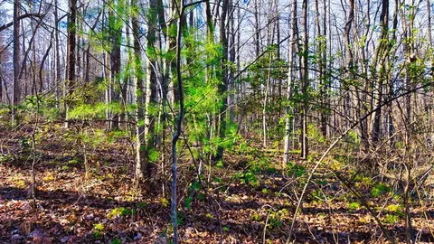 37 28 Ac Ervin Brown Rd, Sunbright, TN 37872