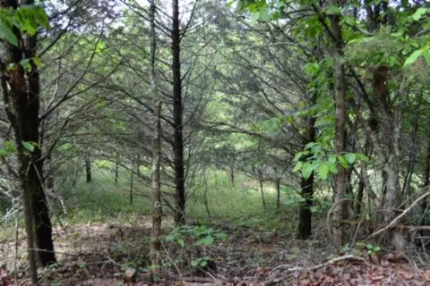 9 Ac Beachamp Rd, Burkesville, KY 42717