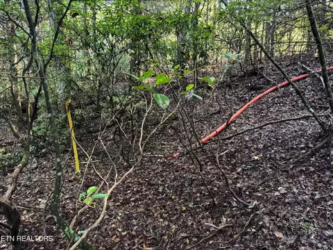 - Davis Rd, Deer Lodge, TN 37726 photo 8