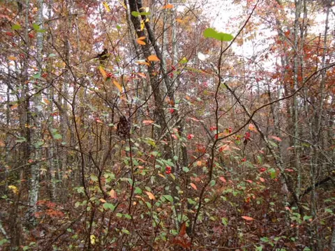 158 Nature Trail Ln # B, Red Boiling Springs, TN 37150